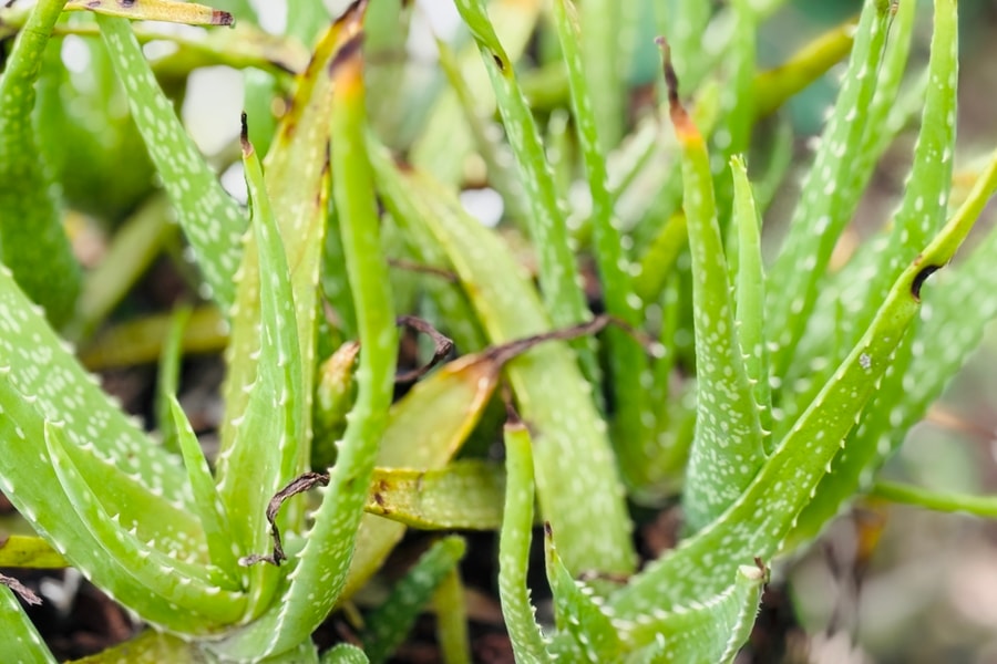 Hai loại thảo dược hỗ trợ giảm acid uric tự nhiên