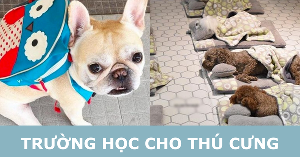 Nuôi thú cưng kiểu nhà giàu: Bỏ chục triệu cho chó đi học "mẫu giáo"