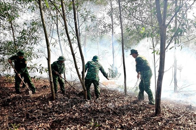 Kịp thời dập tắt cháy rừng ở khu vực biên giới biển