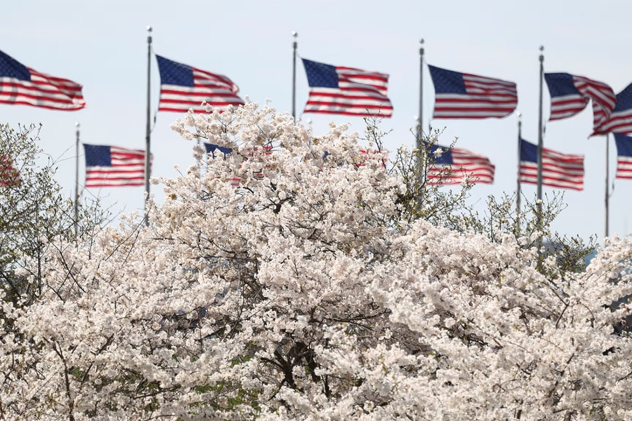 Hoa anh đào bung nở ở Washington
