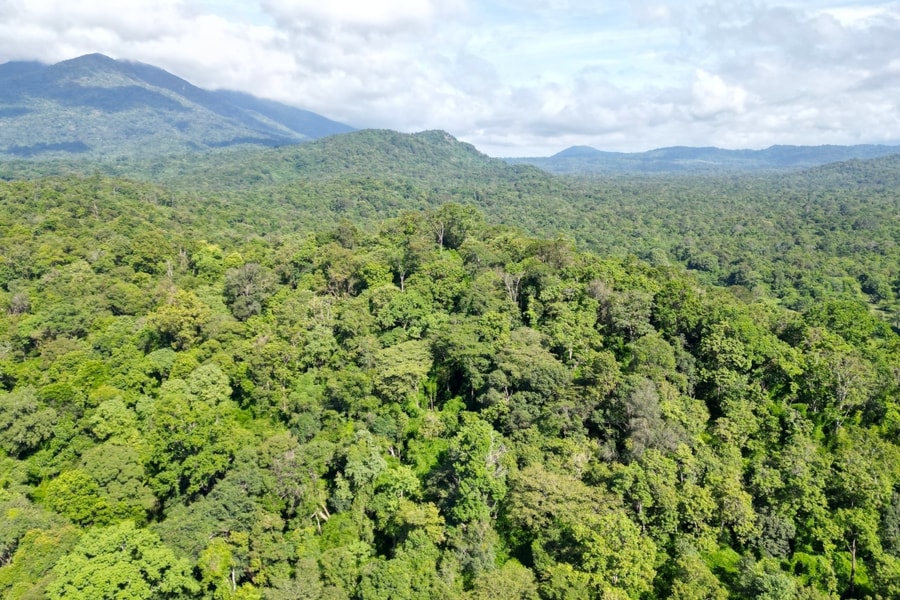 Cả nước có gần 15 triệu ha rừng, Lâm Đồng đứng đầu về diện tích