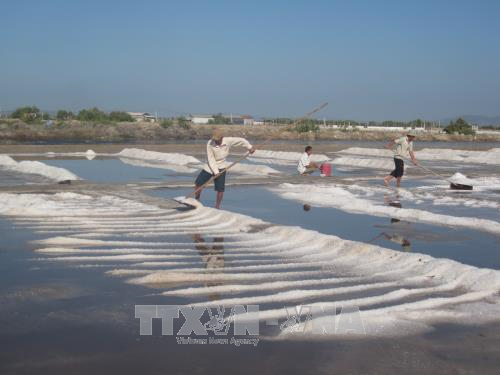 Nâng tầm giá trị hạt muối, gỡ khó cho diêm dân