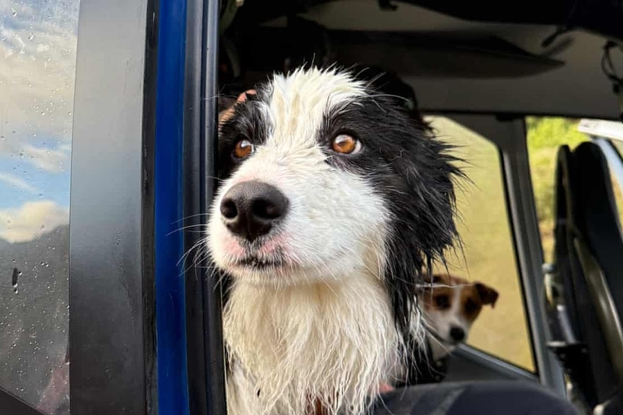 Chó cưng được trực thăng giải cứu nhờ tiền quyên góp