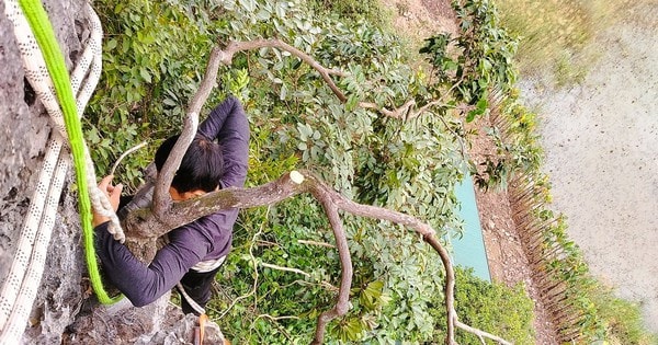 Kiểm lâm thu giữ hàng trăm cây cảnh muội hồng, phạt tiền cả trăm triệu đồng