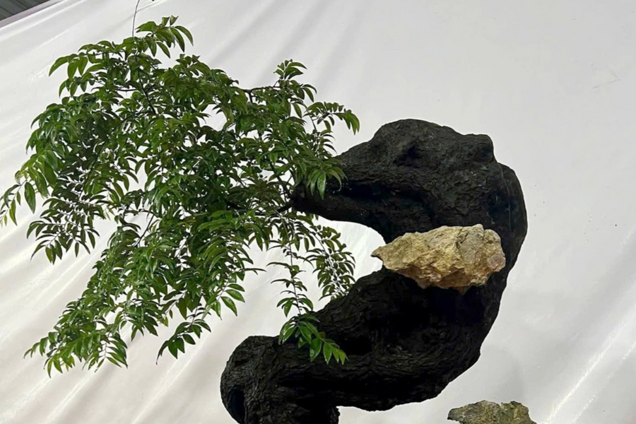 Cơn sốt cây muội hồng đi vào 'vết xe đổ' lan đột biến?