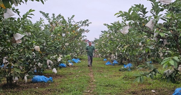 Kỹ sư rời ghế giám đốc ở nước ngoài, về quê trồng cây giàu “vitamin C”, thu nhập tiền tỷ