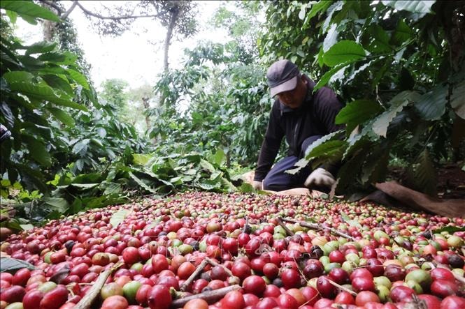Giá cà phê giảm sâu, gạo bật tăng nhờ lực đẩy xuất khẩu
