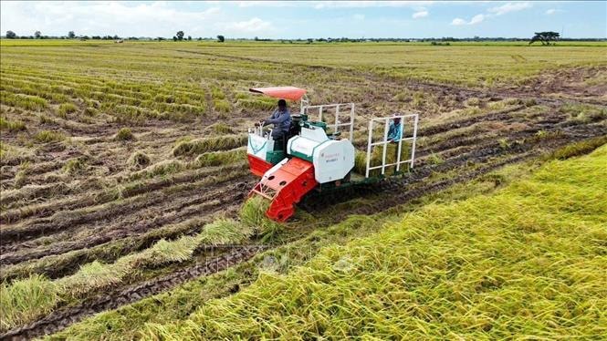 Cánh cửa đưa lúa gạo Việt vào thị trường tín chỉ carbon