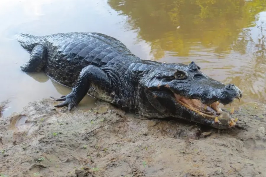 Tây Ninh: Cá sấu xuất hiện trên kênh, chính quyền phát cảnh báo