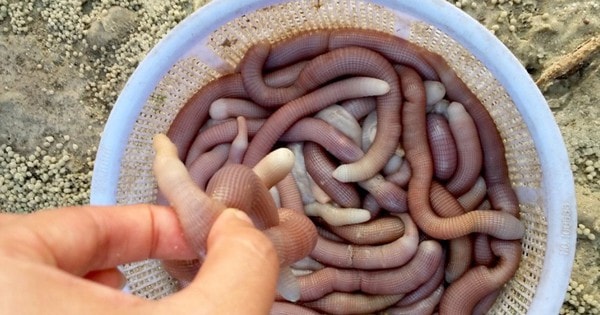 Sản vật tiến vua có giá vài triệu đồng/kg được dân địa phương gọi là "vị thần" của các món nước