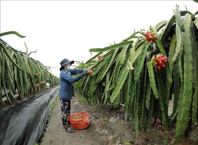 Tháng hành động vì hợp tác xã: Kết nối mạnh kinh tế tập thể với thành phần kinh tế khác