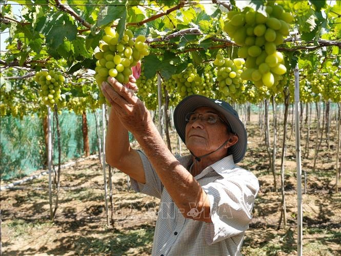 Ứng dụng công nghệ nâng cao giá trị nông sản, mở rộng thị tường