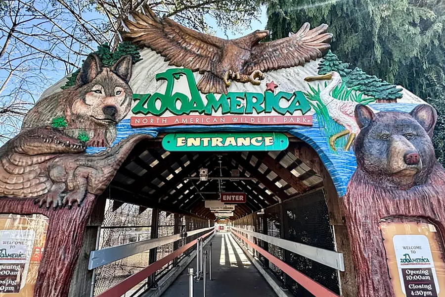 Mải dùng điện thoại, bố mẹ để con 17 tháng tuổi bò vào gần chuồng sói