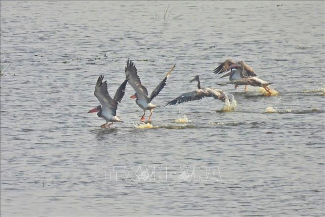 Loài chim quý hiếm trở lại Vườn Quốc gia Tràm Chim sau nhiều năm vắng bóng