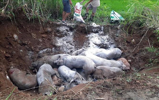 Siết chặt kiểm dịch, ngăn chặn lây lan dịch tả lợn châu Phi