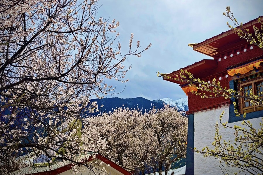 Tây Tạng ngập sắc hoa anh đào