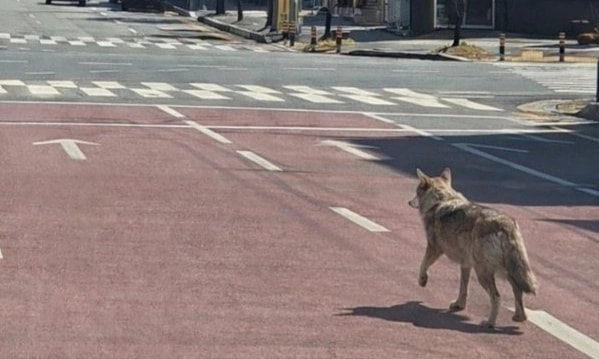 Hàn Quốc huy động hàng trăm người truy tìm sói sổng vườn thú