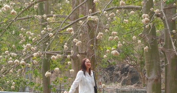 Bông gòn nở rộ "gây sốt", hút khách ở Vũng Tàu