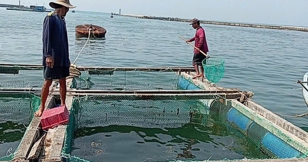 Người dân Lý Sơn điêu đứng vì 60 tấn cá bớp chết bất thường