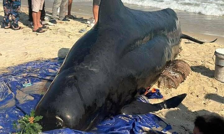 Cá voi nặng 2 tấn dạt vào bờ biển Đăk Lăk