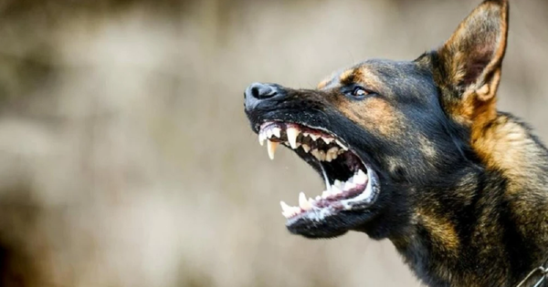 Trị chó cắn theo cách "lạ đời", người đàn ông trả giá bằng mạng sống