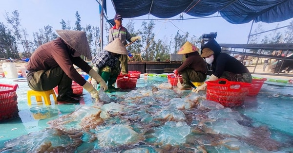 Lột xác cho loài nổi trên mặt biển, hướng ra thị trường quốc tế thành “vàng trắng” của ngư dân