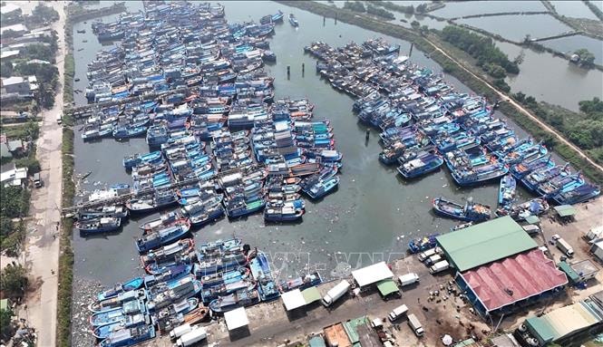 Ngư dân linh hoạt giữa thời 'bão' giá