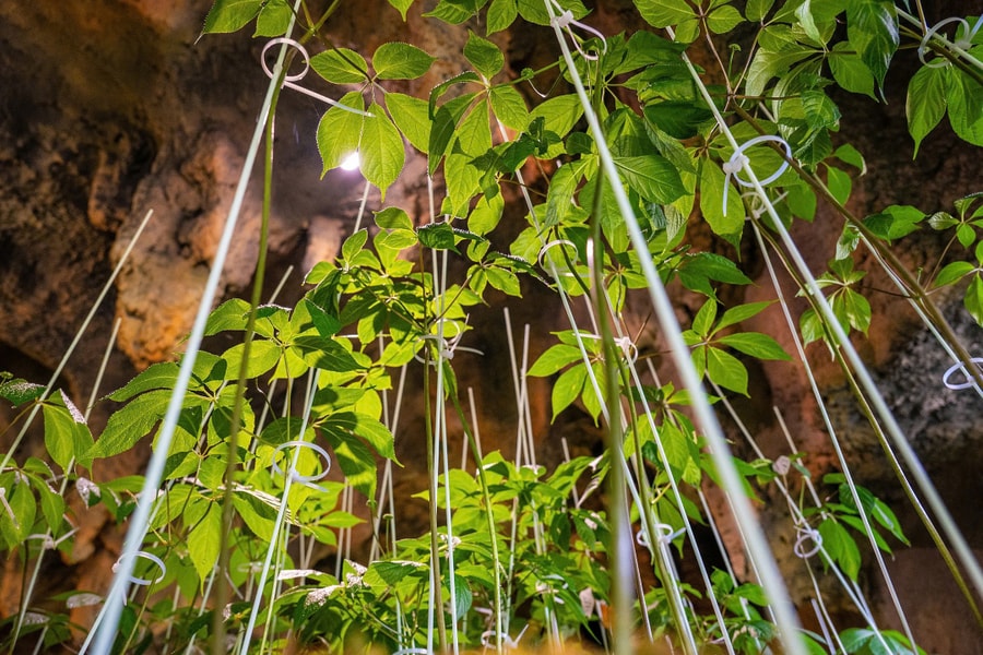 Nhà khoa học tìm cách để nhiều người được dùng sâm Ngọc Linh