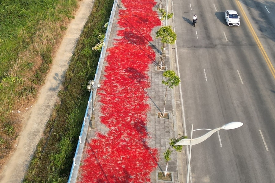 Con đường 9 km đỏ rực ớt ở Quảng Ngãi