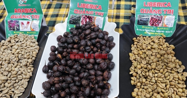 Giá cà phê hôm nay 12-4: Robusta thủng đáy, tương lai thế nào?