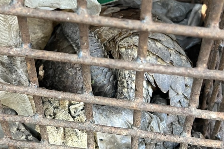 Quảng Trị tiếp nhận 2 cá thể tê tê thuộc nhóm nguy cấp, quý, hiếm