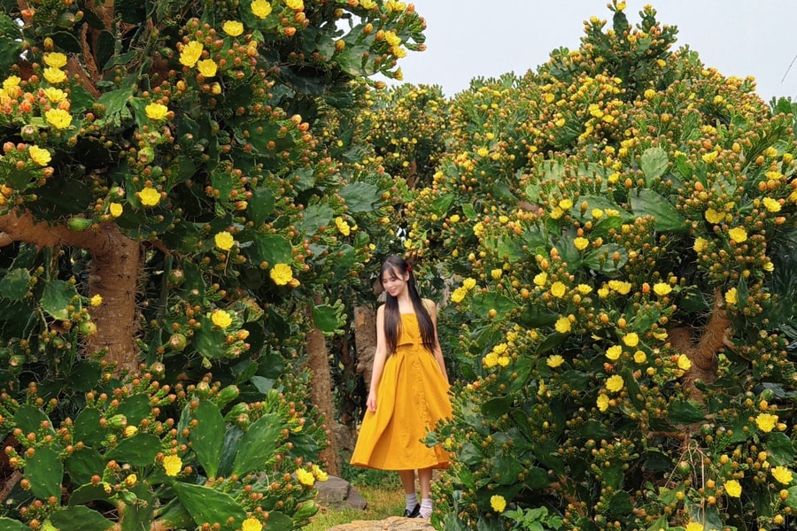 Vườn xương rồng cổ 5.000 m2 nở rộ ở Mộc Châu