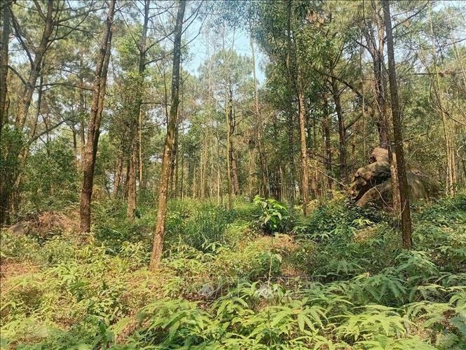 Thanh Hóa phòng chống cháy rừng mùa cao điểm tại các khu du lịch