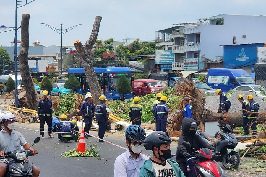 TP HCM di dời hơn 400 cây xanh làm metro Bến Thành - Tham Lương