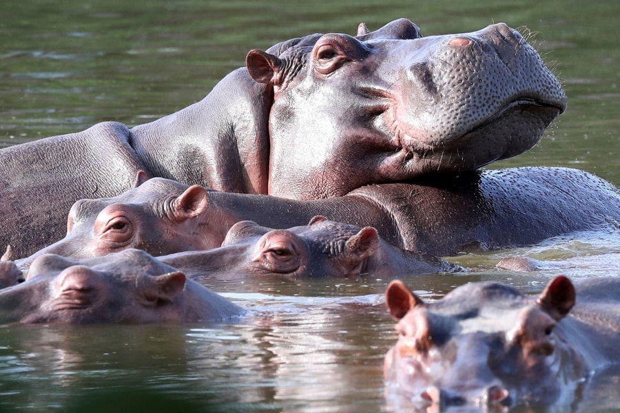 Colombia định tiêu hủy đàn hà mã của trùm ma túy
