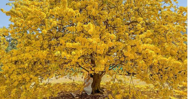 Vụ tịch thu 42 cây mai vàng "không giấy tờ": Người trồng mai ở miền Tây lo ngại