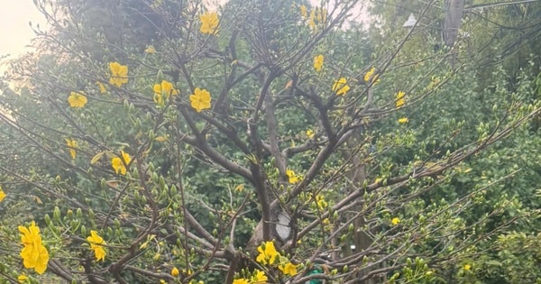 Từ vụ tạm giữ 42 gốc mai ở Côn Đảo: Nhà vườn băn khoăn về yêu cầu chứng minh nguồn gốc