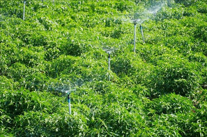 Công nghệ tưới tiết kiệm giúp nông nghiệp Khánh Hòa vượt hạn