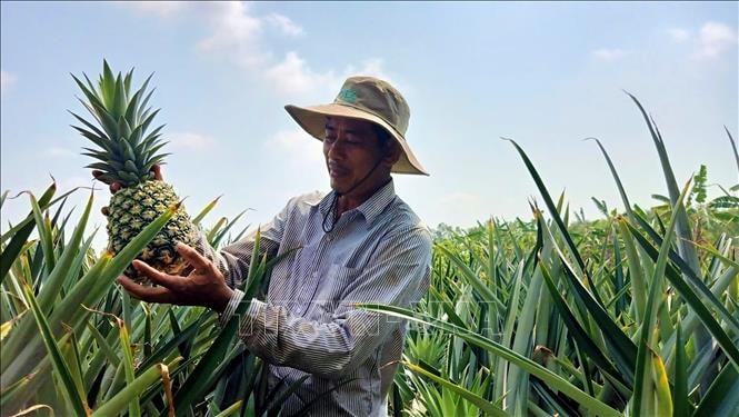 Hình thành vùng nguyên liệu dứa MD2 hướng tới xuất khẩu