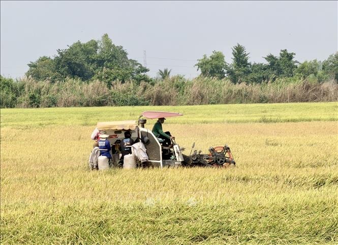 An Giang mở rộng diện tích canh tác lúa chất lượng cao vụ Hè Thu