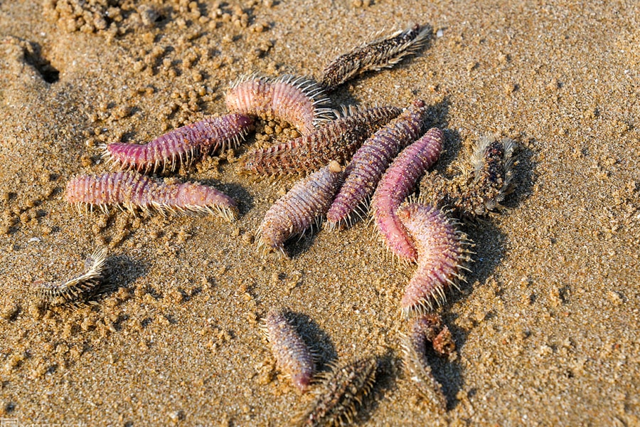 Sâu biển, sứa xuất hiện nhiều ở Bãi Sau Vũng Tàu